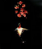 Jere Allen